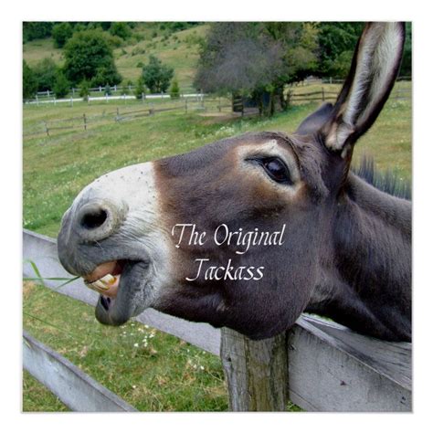 The Original Jackass Funny Donkey Mule Farm Animal Poster | Zazzle ...