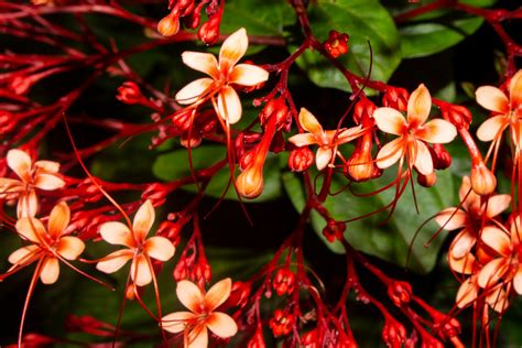 Clerodendrum paniculatum Foto & Bild | fotos, australia, flower Bilder auf fotocommunity