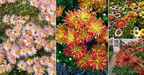 Chrysanthemum Different Colors at Jose Hemphill blog