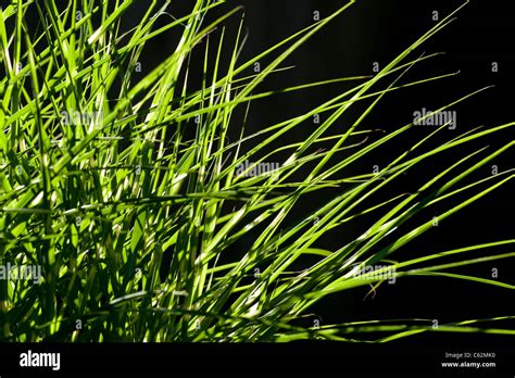 Background of Tiger Grass Stock Photo - Alamy