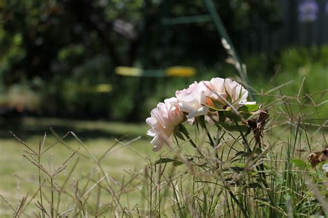 Aerofoil: A rose (flower) among thorns (weeds)