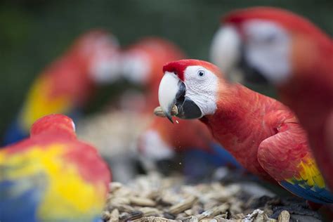 The Lacandon Jungle in Mexico | Spanish Language Blog