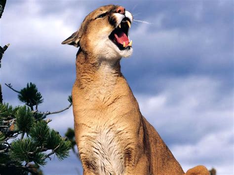 Alli's Alley: Wildlife Wednesday: Puma Concolor