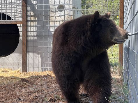 'Hank the Tank' Bear Seen Roaming New Home in First Photos - Newsweek