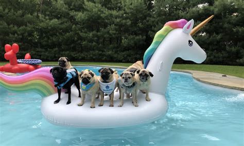 Summer Wish List: Pug Pool Party Edition - Boogie the Pug