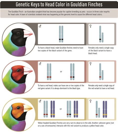 Study: Why unique finches keep their heads of many colors