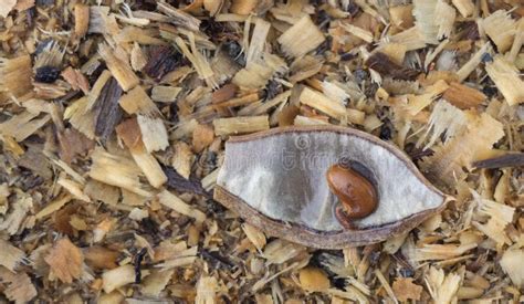 Acacia Tree Seeds in the Process of Germination Close Up Stock Image - Image of cotyledon, macro ...