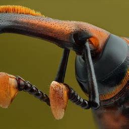 Head of a male red palm weevil, ventrolateral view. Compound eyes are ...