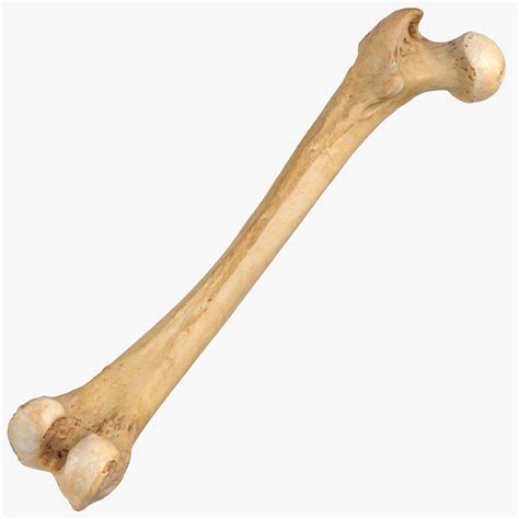 Human Femur Bone