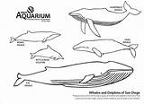 Whale Coloring Pages  ColoringBay sketch template