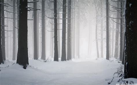 Winter Forest Wallpapers - Top Free Winter Forest Backgrounds ...