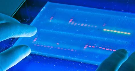 Ethidium Bromide: Swap or Not | UCSB Sustainability