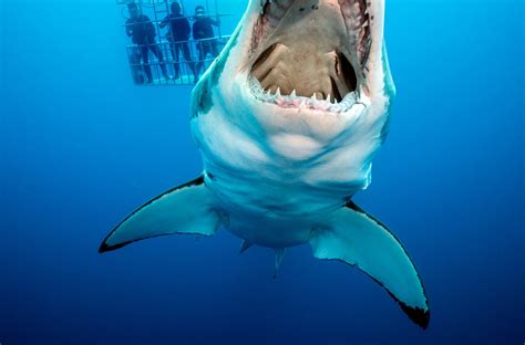 Diving With Great White Sharks in Mexico - The New York Times