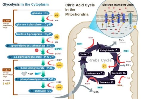 What is the Difference Between Aerobic and Anaerobic Glycolysis ...