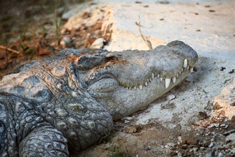 Indian crocodile stock image. Image of fear, amphibian - 15294341