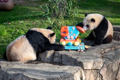 50th panda anniversary celebration at the National Zoo - The Washington ...