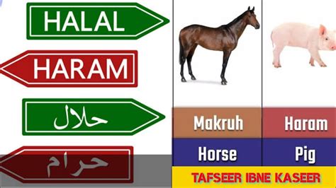 Halal or Haram Animals in Islam - Most Important Information for All Muslims - YouTube