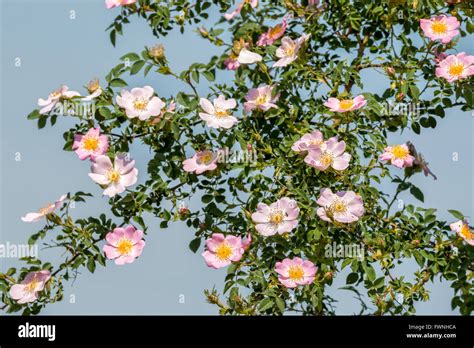 Beautiful blooming wild rose bush Stock Photo - Alamy