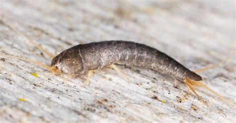 Do Silverfish Bite? Facts, Myths, and How to Get Rid of Them