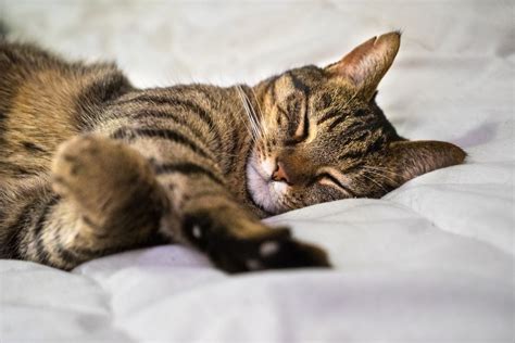 Nº Las 8 posiciones más comunes para dormir de los gatos y su ...