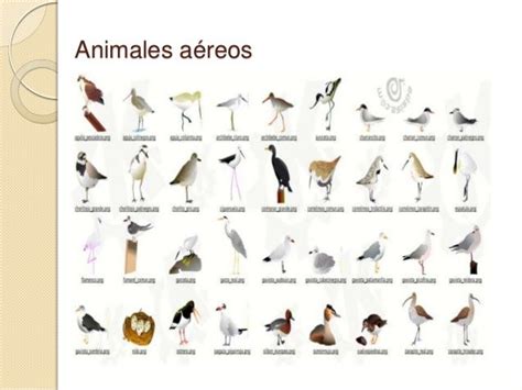 FAUNA AÉREA. Los animales aéreos son aquellos que tienen la capacidad ...