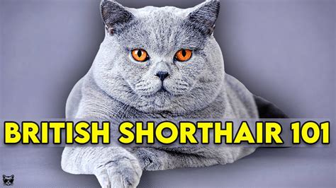 British Shorthair Cat 101 – Learn EVERYTHING About Them ...