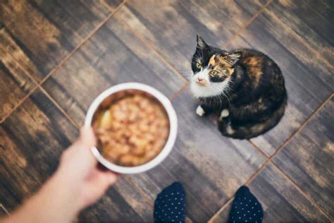 Why Your Cat Stopped Eating Wet Food? 6 Causes & Practical Solutions