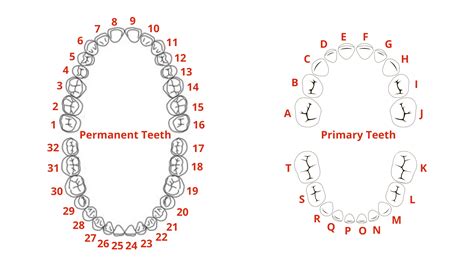 Dentistry My World Permanent Teeth Numbering Systems, 58% OFF