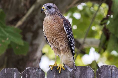 6 types of hawks in FL | Types of hawks, Largest bird of prey, Owls in florida