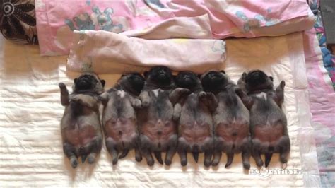 Six Tiny Pug Puppies Blissfully Sleeping in a Row