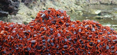 Red crab migration | Christmas Island National Park