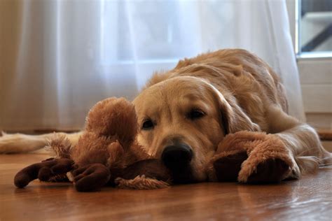 Download Stuffed Animal Resting Dog Animal Golden Retriever 4k Ultra HD Wallpaper