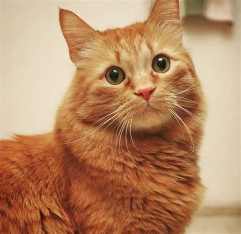 80 Best Ginger Cat Names - The Paws