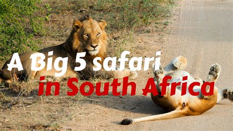 A Big 5 Safari in Kruger National Park - YouTube