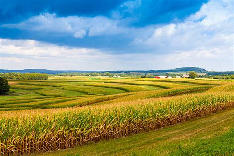 Iowa Cornfield Stock Photos, Pictures & Royalty-Free Images - iStock