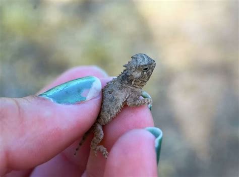 Photos: 25 adorable Texas Horned Lizards born at Mason Mountain Wildlife Management Area - San ...