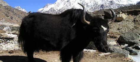 The three factors that are threatening yaks in the Himalayas