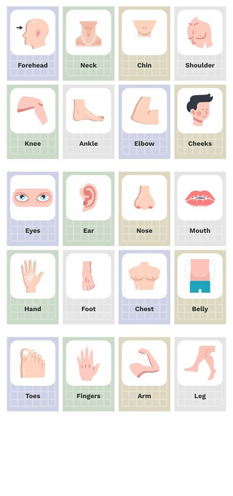 Anatomy Flashcards - Piktochart