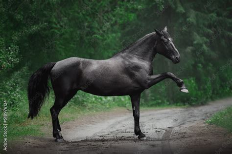 spanish walk of beautiful black mare horse in summer forest Stock Photo | Adobe Stock