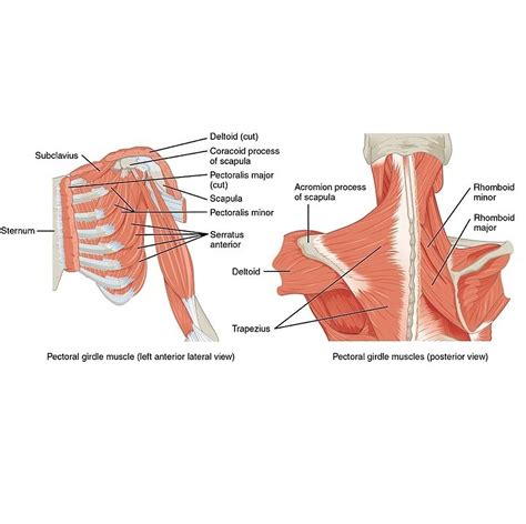 Muscles that position that pectoral girdle (diagram) | Radiology Case | Radiopaedia.org Muscle ...