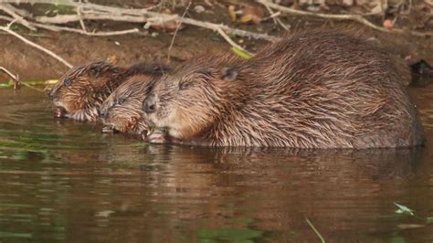 Beaver families win legal 'right to remain' - BBC News