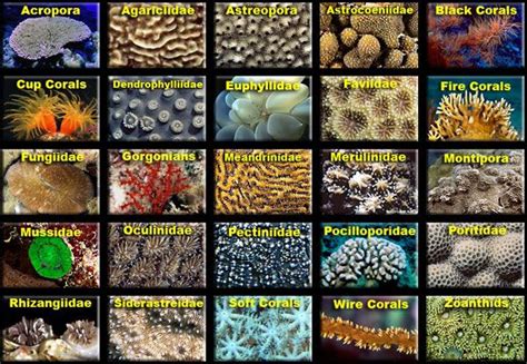 Coral Identification Types Of Coral