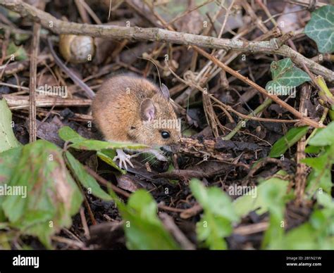 Field mouse foraging for food Stock Photo - Alamy