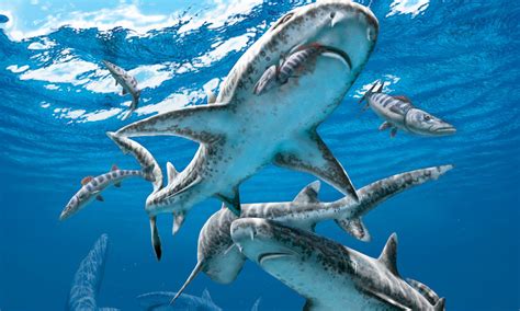 The end-Cretaceous extinction unleashed modern shark diversity