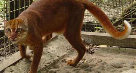 The Rare Borneo Bay Cat | Critter Science