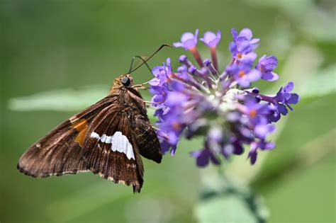 Skipper butterfly identification - aroundmilo