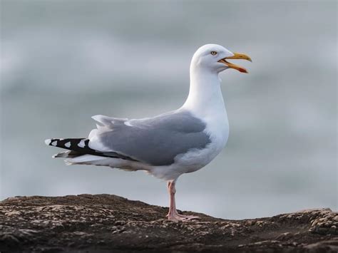 Herring Gull Bird Facts (Larus argentatus) | Birdfact