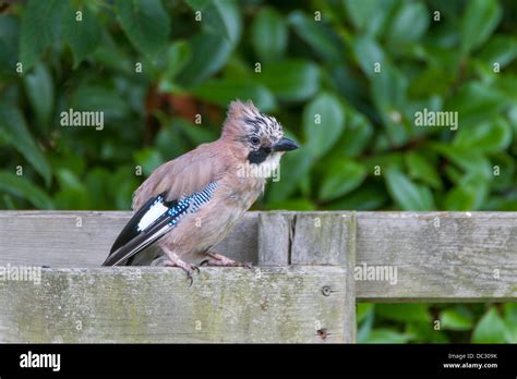 Jay.Garrulus glandarios Corvidae Stock Photo - Alamy