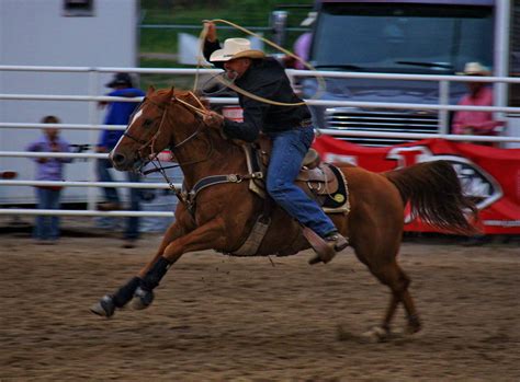 Calf Roping | Calf roping, Team roping, Team roper