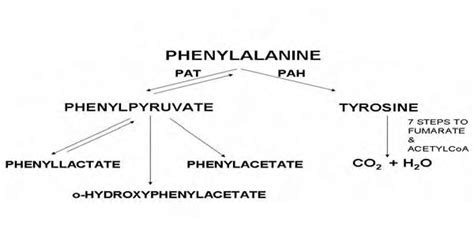 Alternative pathways of phenylalanine metabolism. | Download Scientific Diagram